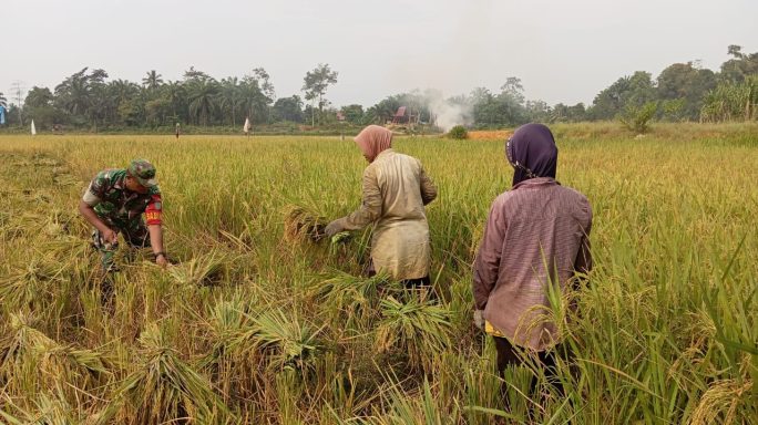 Tak Kenal Lelah, Sertu Amran Bantu Petani Panen Padi di Tengah Puasa