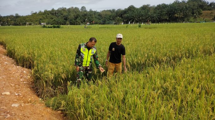 Peran Aktif Babinsa Dampingi Petani Pantau Perkembangan Tanaman Padi
