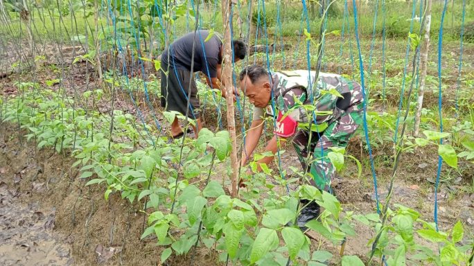Babinsa Dampingi Petani Dalam Pemasangan Ajir Dan Perawatan Tanaman Kacang Buncis