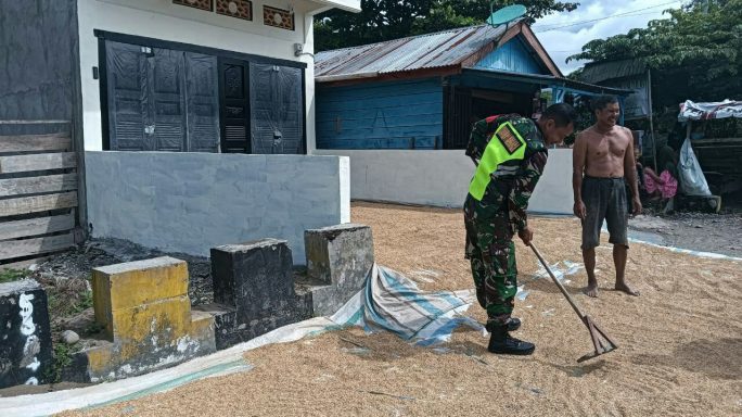 Wujud Kedekatan Kepada Warga Desa Binaannya Babinsa Bantu Jemur Padi