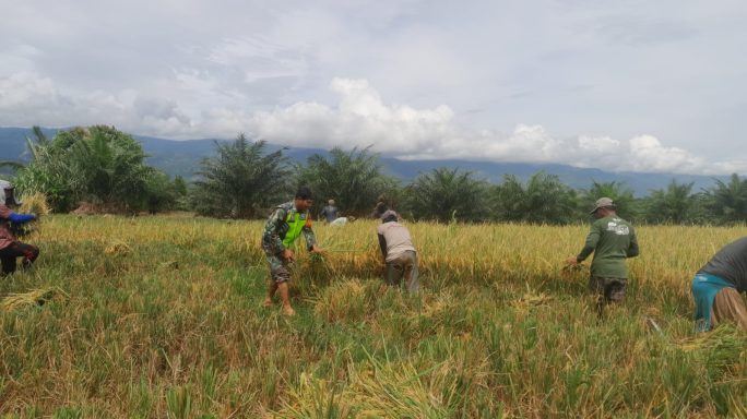 Babinsa Koramil 0108-01 Lawe Sigala-Gala Laksanakan Pendampingan Kepada Petani Panen Padi