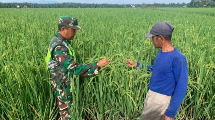 Babinsa Ranto Bintang Pengecekan Padi Bersama Petani
