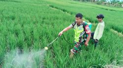 Jaga Padi Tetap Subur Babinsa Bantu Semprot Padi