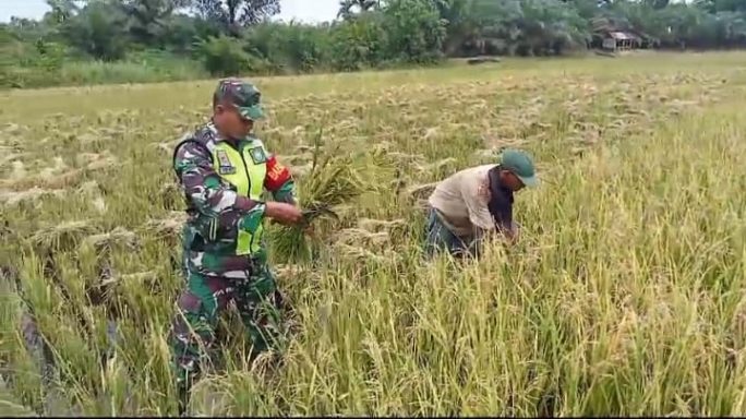 Penuh Semangat, Babinsa Koramil 05/Thu Bantu Petani Panen Padi