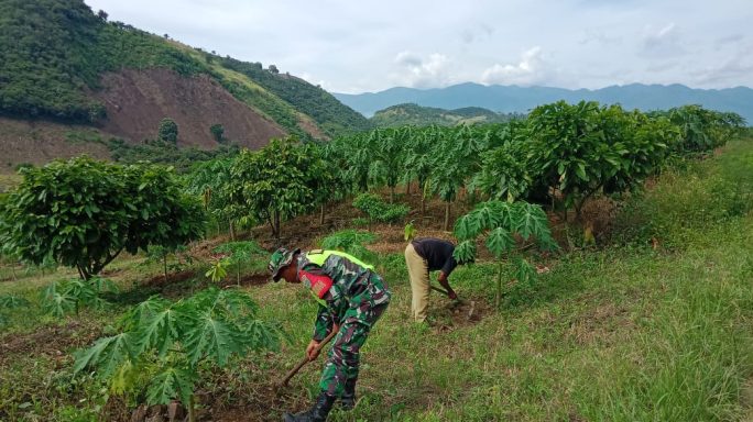 Babinsa Anjangsana Bantu Warga Bersihkan GulmaTanaman Pepaya