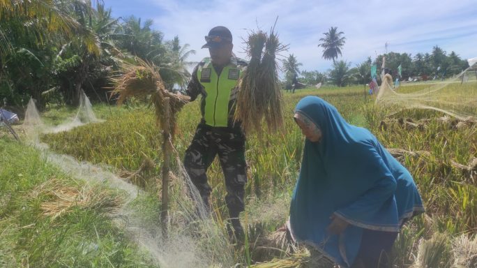 Sertu Kamarrudin Babinsa Posramil Kuala Pesisir Bantu Petani Rontokan Gabah Padi