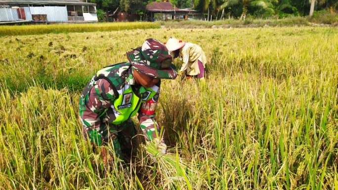 Babinsa Bantu Petani Panen Padi di Tengah Terik Matahari