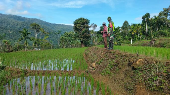 Babinsa Posramil Beutong Ateuh Banggalang Komsos Dengan Petani, Sebagai Wujud Kepedulian Guna Meningkatkan Hasil Pertanian