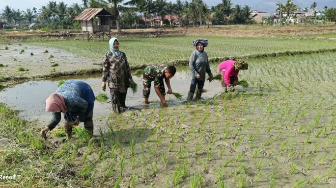 Dukung Dan Sukseskan Swasembada Pangan Babinsa Bantu Petani Tanam Padi