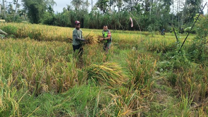 Wujud Nyata Pendampingan Babinsa Bantu Petani Panen Padi Di Desa Binaan