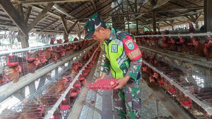 BABINSA KOMSOS DENGAN WARGA PEMILIK TERNAK AYAM PETELUR