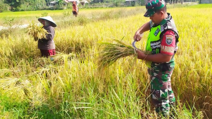 Bersama Rakyat, Babinsa Peudawa Bantu Panen dan Dorong Petani Jual ke Bulog
