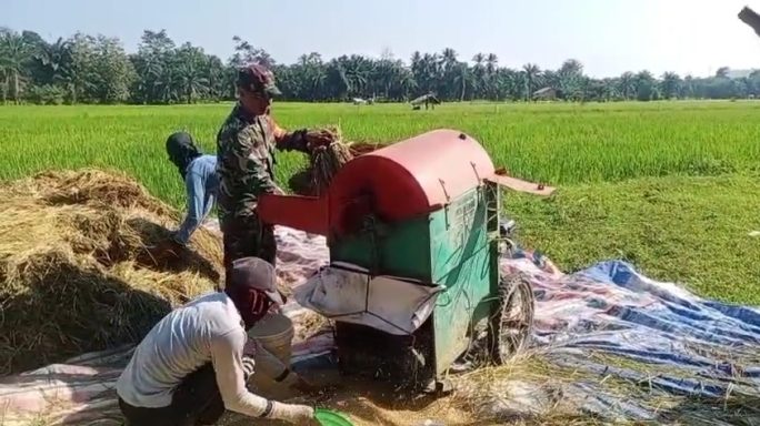 Dukung Ketahanan Pangan, Sertu Mulkhan Hendro H Bantu Petani Merontokkan Padi