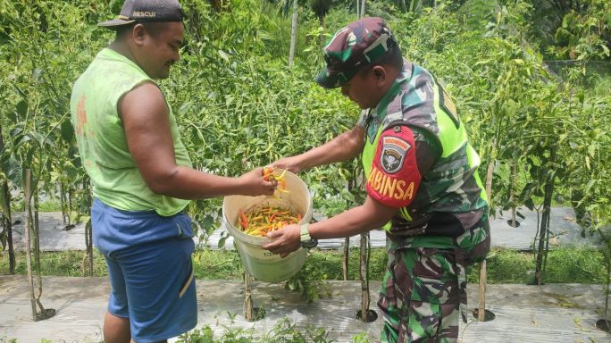 Babinsa Bantu Petani Panen Tanaman Cabe Madun