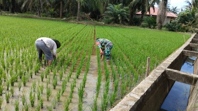 Agar Panen Maksimal, Petani Dan Babinsa Rutin Bersihkan Gulma
