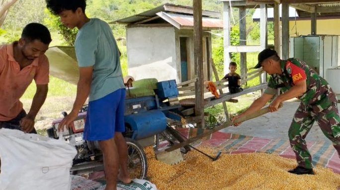 Wujud Kemanunggalan TNI-Rakyat, Babinsa Gampong Panca Rontokkan Jagung Bareng Petani
