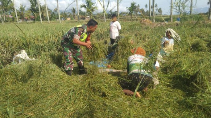 Wujud Nyata Babinsa Semangat Turun Ke Sawah Bantu Petani Panen Dan Merontokkan Padi