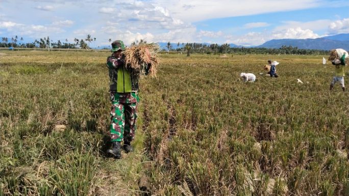 Babinsa Koramil 0108-07/Semadam Membantu Salah Satu Warga Binaan Panen Padi