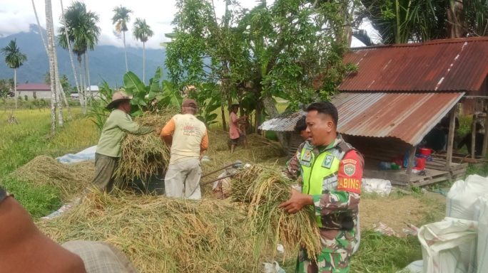 Babinsa Koramil 0108-04/Babussalam Bantu Petani Rontok Padi Dengan Gunakan Mesin Perontok