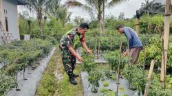 Babinsa Bantu petani Cek pertumbuhan Tanaman Cabe Merah