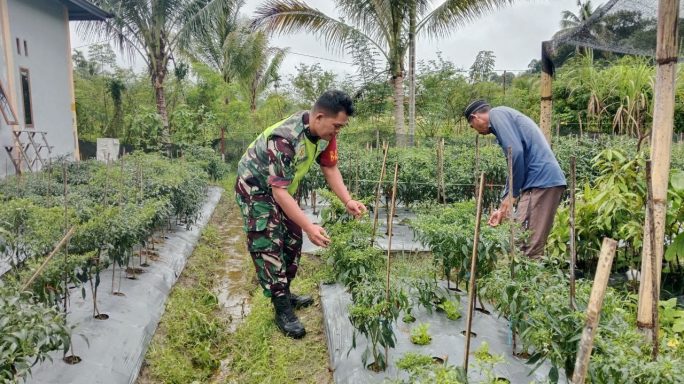 Babinsa Bantu petani Cek pertumbuhan Tanaman Cabe Merah
