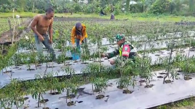 Babinsa Pantau Perkembangan Tanaman Cabai Milik Warga Binaan