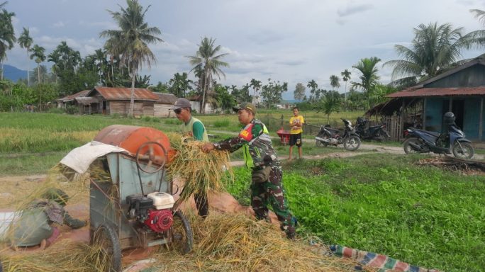 Semangat Demi Kesejahteraan Petani Warga Desa Binaan Babinsa Turut Rontok Padi Di Sawah