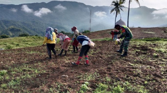 Babinsa dan PPL Dampingi Petani Tanam Kacang Hijau