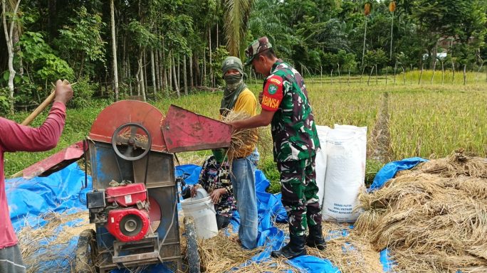 Turun Langsung ke Sawah, Babinsa Koramil 14/Rtp Bantu Petani Panen Padi