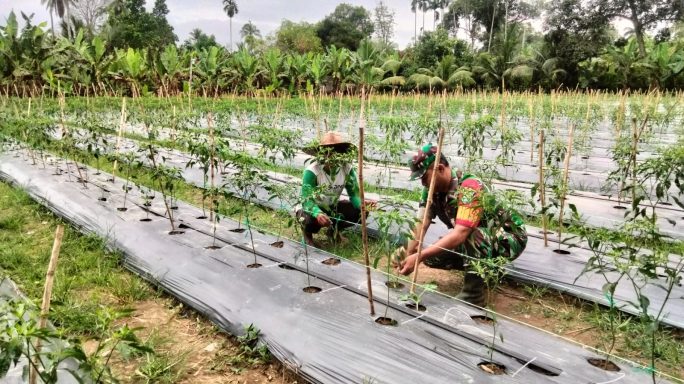 Pendampingan Babinsa Dorong Produktivitas Cabai Merah di Desa Tanjung Tualang