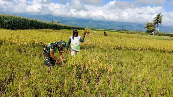 Babinsa Koramil 0108-01 Lawe Sigala -Gala Laksanakan Pendampingan Panen Padi Warga Desa Binaan
