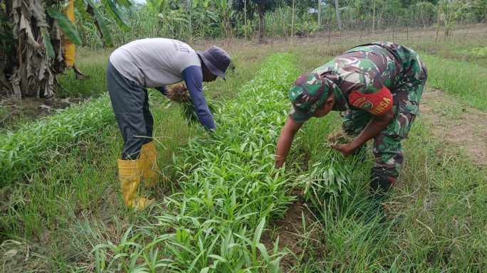 Panen Kangkung Bareng Babinsa, Petani Desa Tanjung Tualang Makin Semangat!