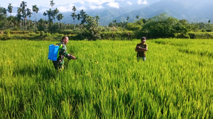 Babinsa Turun Sawah Bantu Petani Semprot Padi