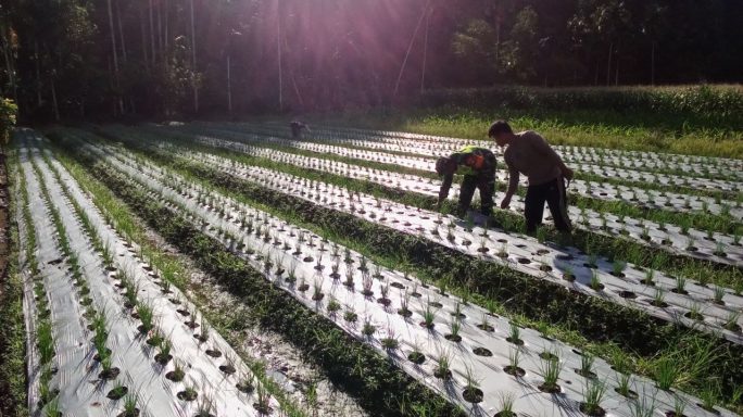 Wujudkan Ketahanan Pangan Babinsa Bantu Sisip Tanaman Bawang Merah Yang Mati