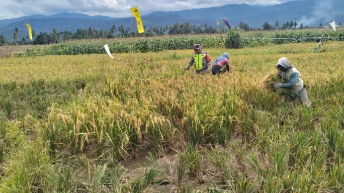 Bantu Petani Panen Padi, Bentuk Dukungan Babinsa Dalam Mensukseskan Swasembada Pangan Nasional