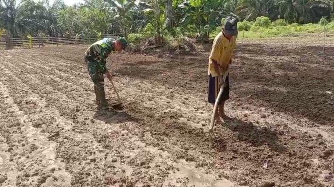 Babinsa Koramil 05/Tamiang Hulu Bantu Petani Mengolah Lahan Pertanian Kacang Panjang