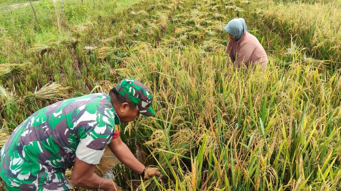 Wujud Nyata Kepedulian TNI, Sertu Amran Bantu Petani Panen di Desa Tampak