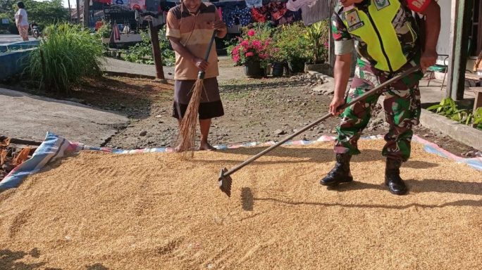Jaga Tali Silaturahmi Dan Sebagai Wujud Pendampingan Ke Petani Babinsa Bantu Jemur Padi