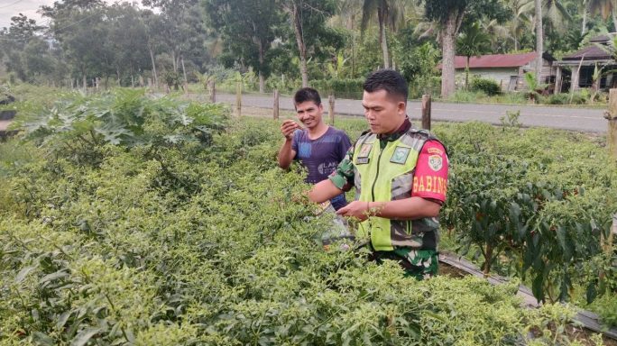 Babinsa Posramil Ketambe Bantu Petani Panen Cabe Merah