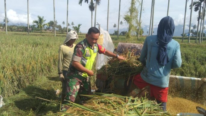 Babinsa Koramil 0108-04/Babussalam Bantu Petani Rontok Padi Dengan Gunakan Mesin Perontok