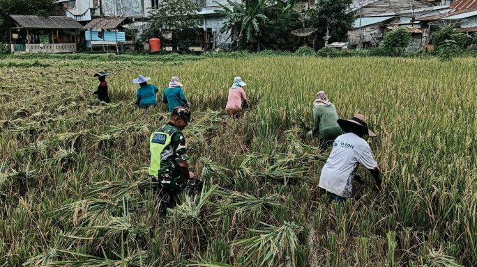 Dorong Ketahanan Pangan, Babinsa Aktif Dampingi Petani Panen Padi