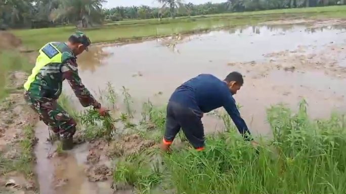 Babinsa Berikan Pendampingan Kepada Petani, Bantu Berantas Hama Keong Sawah