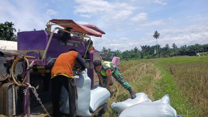 Babinsa Koramil 0108-05 Lawe Alas Bantu Salah Satu Warga Panen Padi