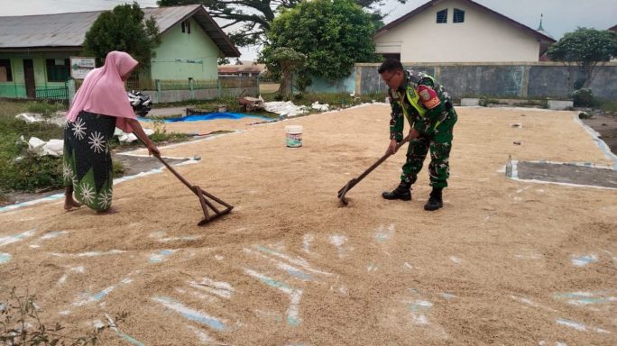 Babinsa Koramil 0108-02/Bambel Bantu Warga Jemur Jagung Pasca Panen