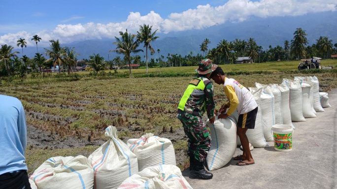 Babinsa Bantu Panen Padi Petani Wujudkan Ketahanan Pangan Wilayah