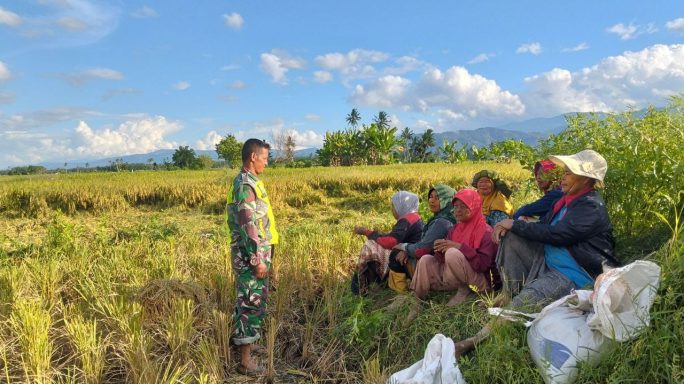 Di Tengah Sawah, Babinsa Jalin Komsos Dengan Petani
