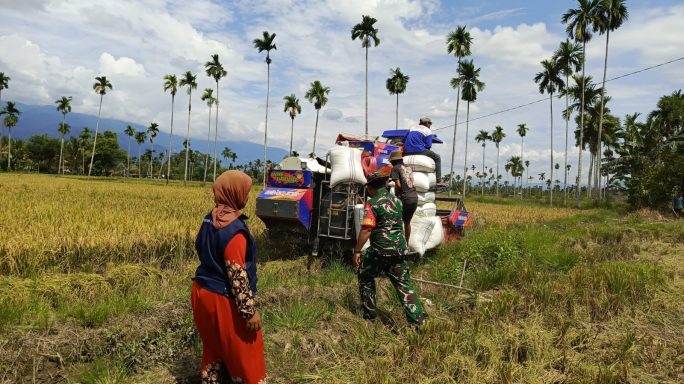 Babinsa Dampingi Petani Panen Padi Guna Mewujudkan Swasembada Pangan