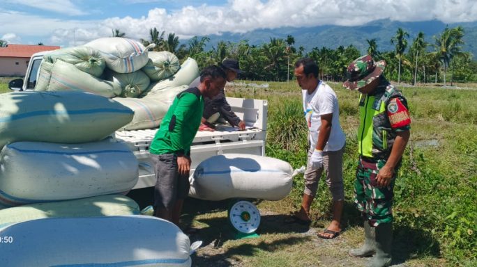 Babinsa Dampingi Buloq Turun Lapangan Laksanakan Penyerapan Gabah Kepada Petani