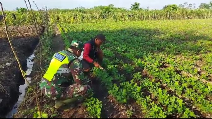 Babinsa Koramil 05/Tamiang Hulu Bantu Petani Penyiangan Tanaman Kacang Tanah
