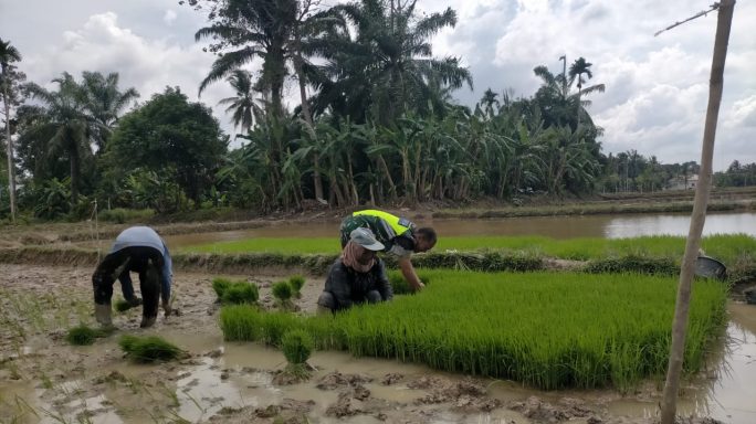 Tingkatkan Ketahanan Pangan, Babinsa Koramil 02/Karang Baru Bantu Petani Tanam Padi